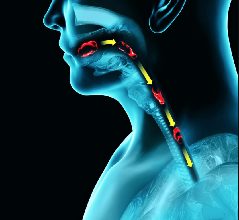 An image depicting the nasopharynx, pharynx, and the oropharynx.