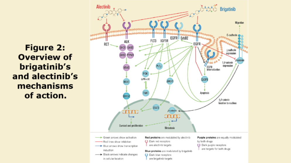 Figure 2: Overview of brigatinib’s and alectinib’s mechanisms of action.