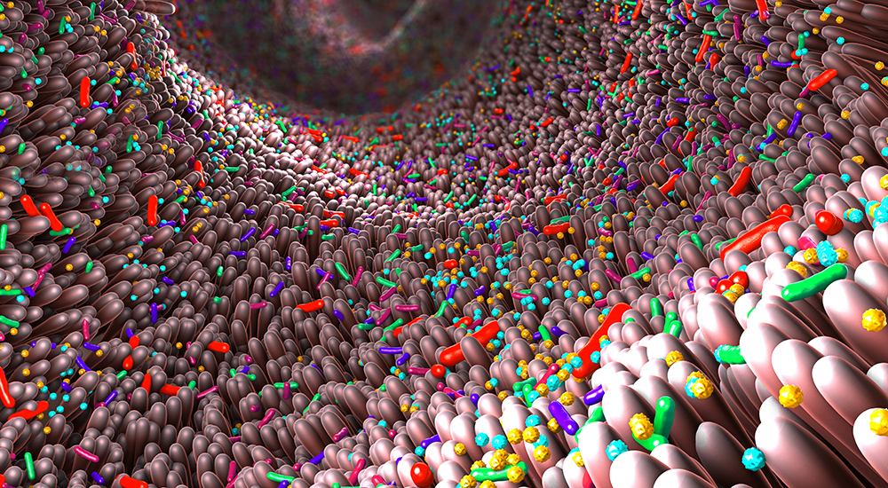 3D illustration of the gut microbiome