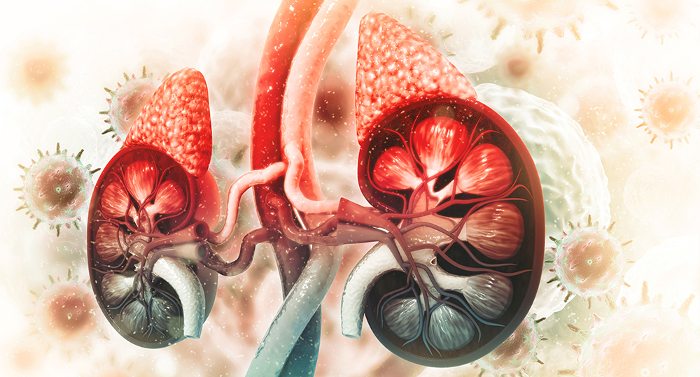 Illustration of kidneys and adrenal glands
