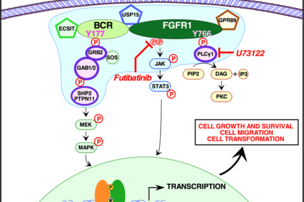 Figure 6: Signaling pathways activated by BCR-FGFR1.