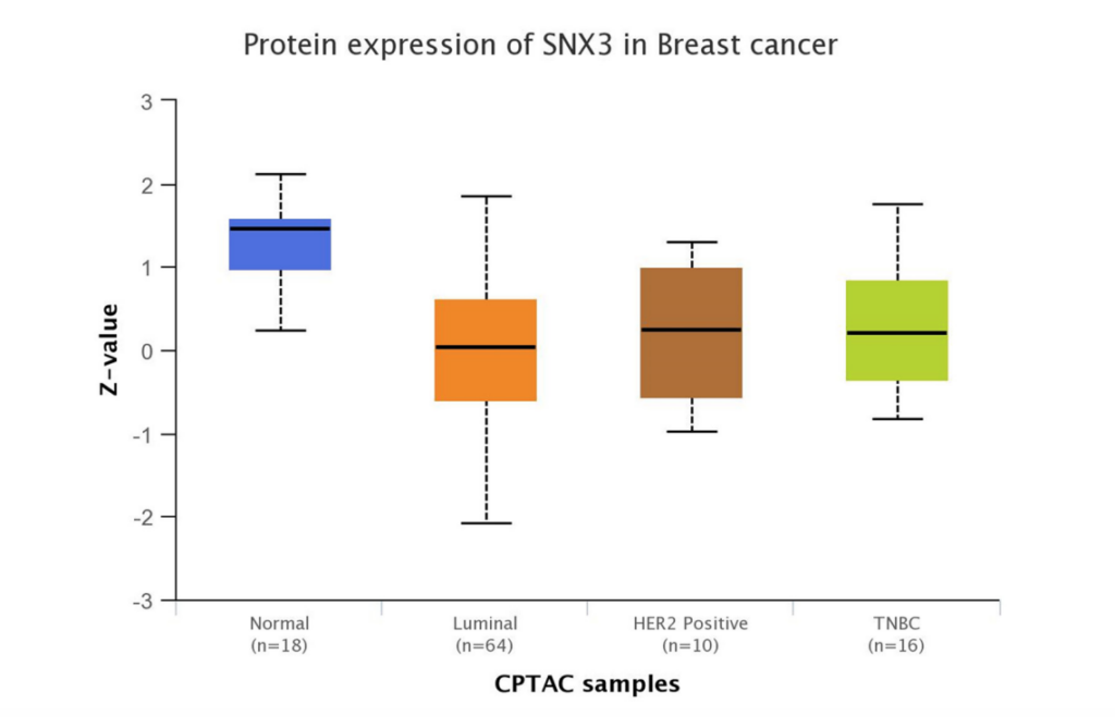 Figure 1: SNX3 protein downregulation in breast tumors.