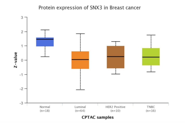 Figure 1: SNX3 protein downregulation in breast tumors.