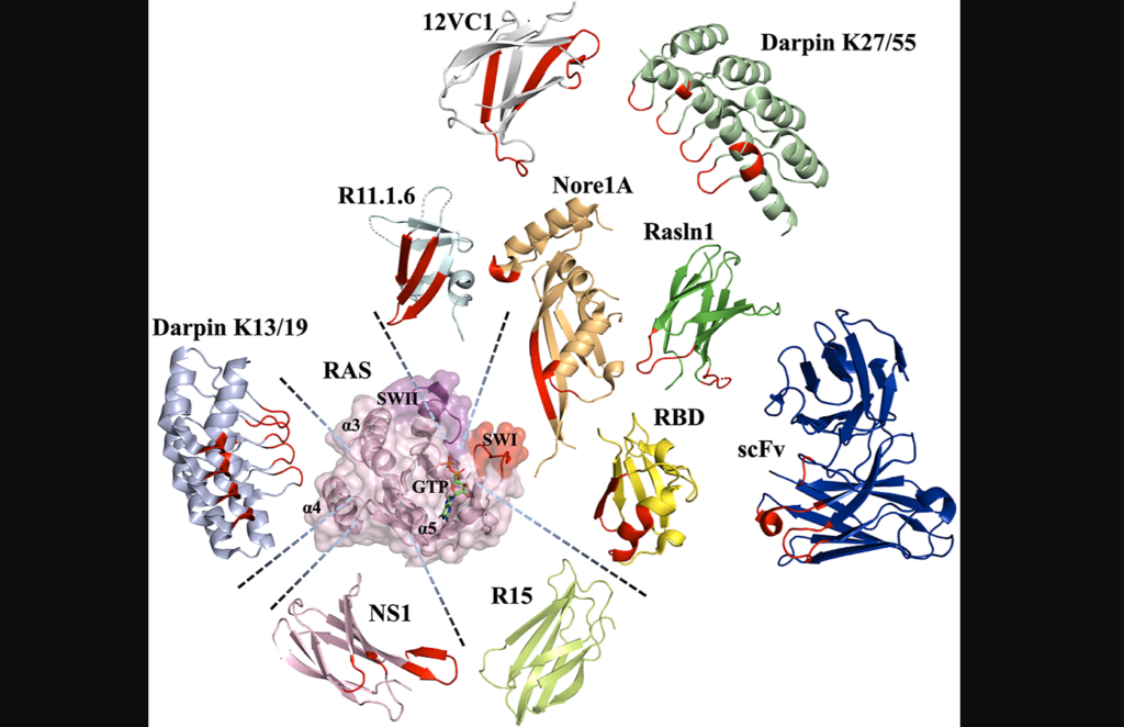 Figure 3: Various scaffolds utilized to engineer binders to Ras and their binding epitopes. Targeting Ras in Cancer Therapies: Advances in Protein Engineering