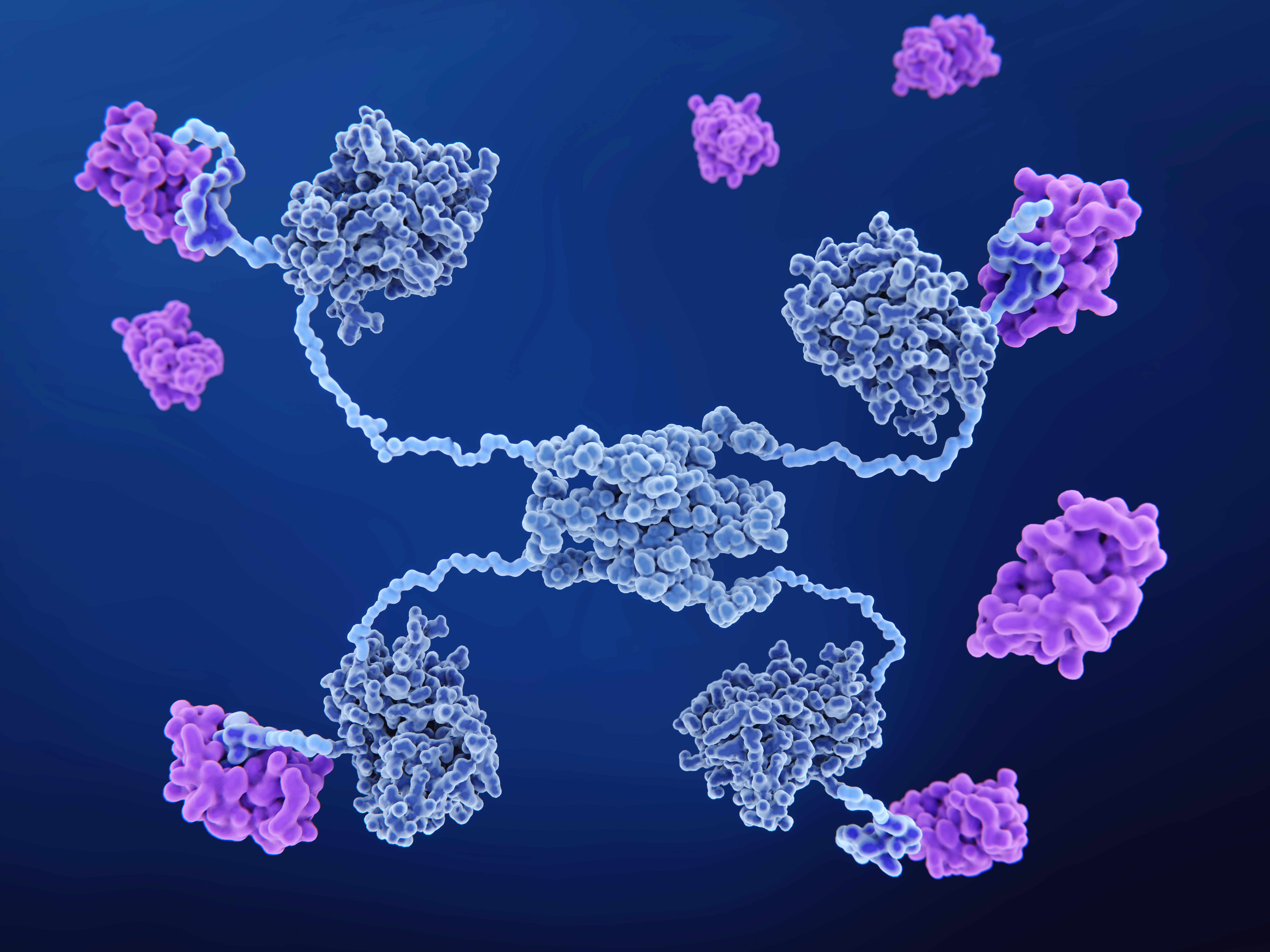MDM2 PRoteine binden an dem p53 tumor suppressor und deaktivieren es.